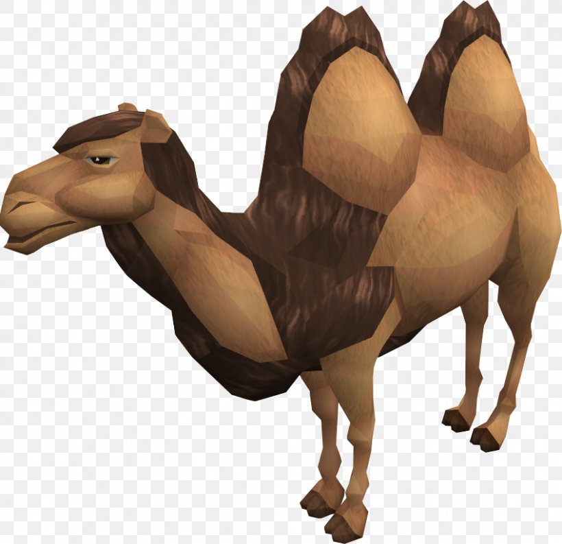 Dromedary RuneScape Bactrian Camel Wiki Horse, PNG, 849x822px, Dromedary, Arabian Camel, Bactrian Camel, Camel, Camel Like Mammal Download Free