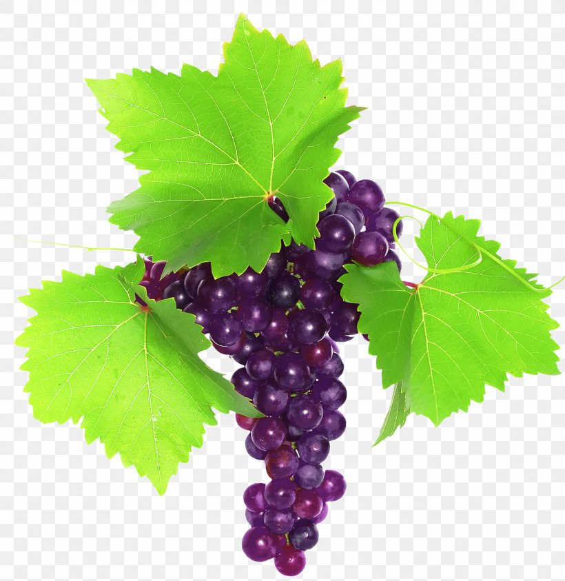 Grape Photography Clip Art, PNG, 1556x1600px, Grape, Coreldraw, Dwg, Flowering Plant, Food Download Free