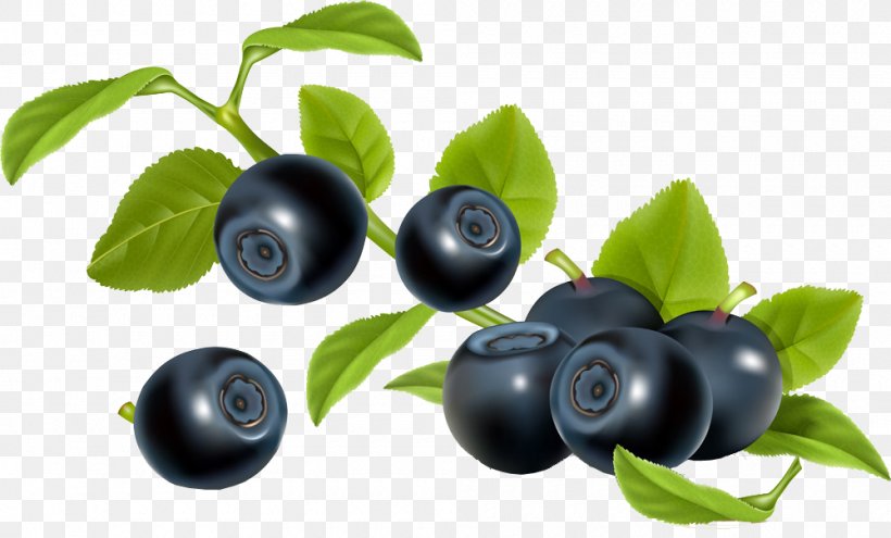 Blueberry Bilberry Illustration, PNG, 1000x604px, Blueberry, Aristotelia Chilensis, Berry, Bilberry, Cherry Download Free