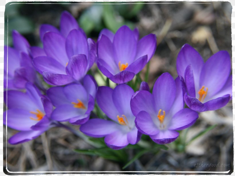 Crocus Violet Iridaceae Purple Flower, PNG, 2949x2212px, Crocus, Annual Plant, Flora, Flower, Flowering Plant Download Free