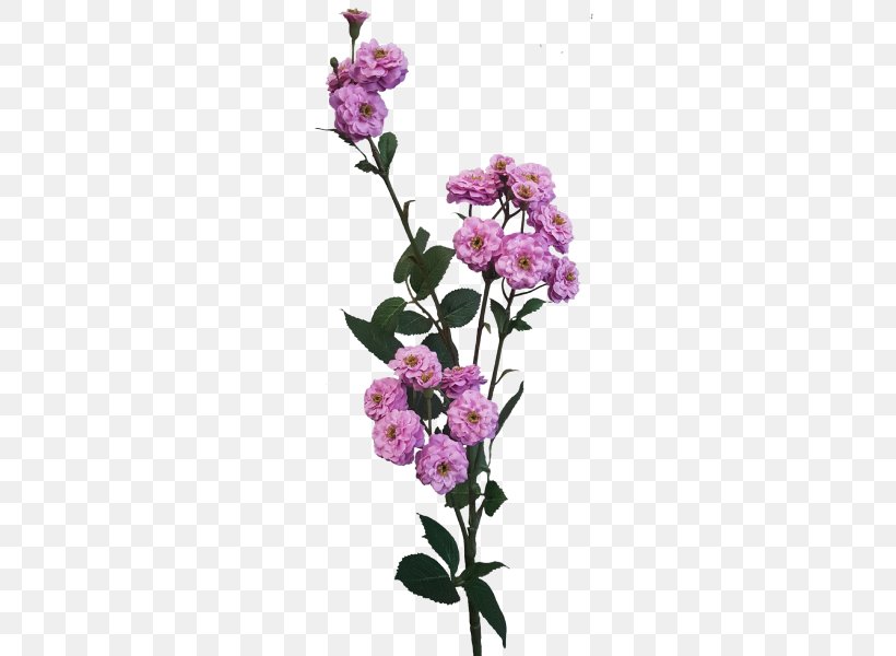 Cut Flowers Rose Flower Bouquet Plant Stem Pink, PNG, 800x600px, Cut Flowers, Artificial Flower, Branch, David Ch Austin, Flower Download Free