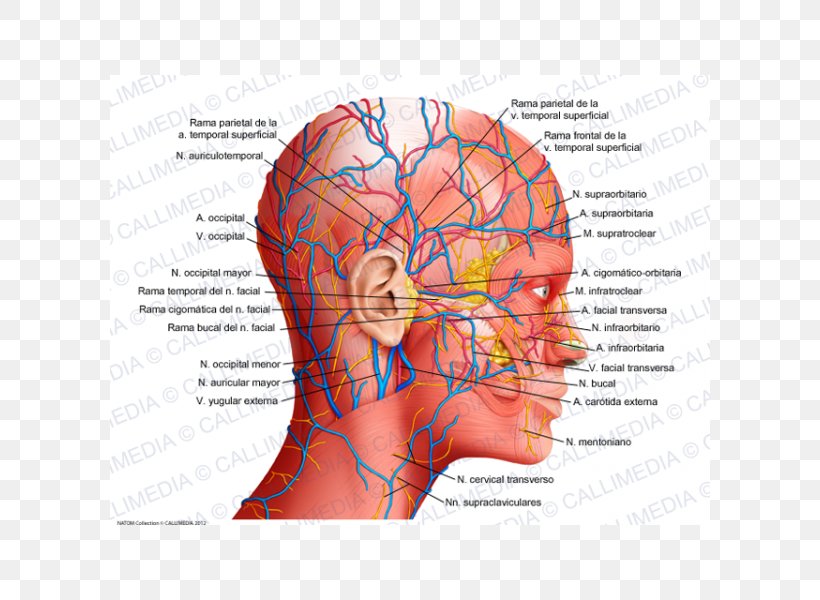 Human Anatomy Physiology Human Body Head Png 600x600px