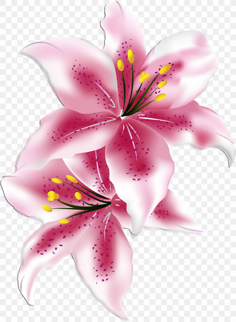 Lilium Cut Flowers, PNG, 879x1200px, Lilium, Blossom, Cut Flowers, Daylily, Flora Download Free