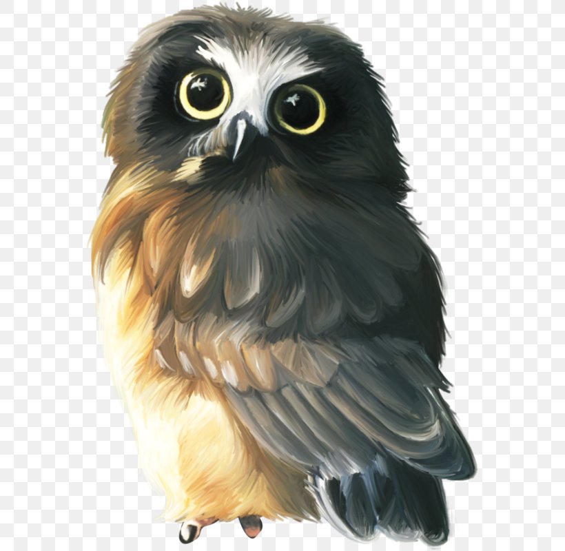 Owl Oil Paint Drawing Painting Image, PNG, 571x800px, Owl, Animated Film, Beak, Bird, Bird Of Prey Download Free