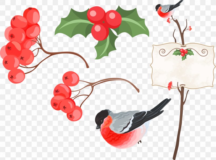 Bird Information Clip Art, PNG, 1280x953px, Bird, Branch, Cherry, Christmas Ornament, Digital Image Download Free