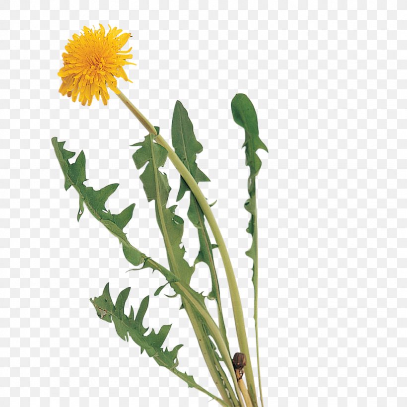 Dandelion Weed BBC Gardeners' World Gardening, PNG, 1024x1024px, Dandelion, Daisy Family, Discover Card, Field Bindweed, Flora Download Free