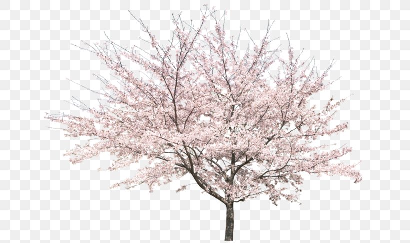 Tree Peach Cherry Blossom, PNG, 658x487px, Tree, Blossom, Branch, Cherry Blossom, Flower Download Free