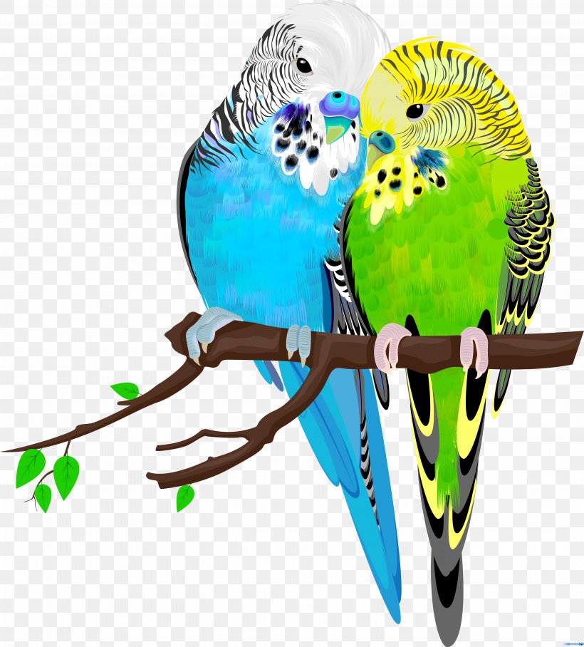 Budgerigar Bird Parrot Parakeet Pet, PNG, 5445x6031px, Budgerigar, Beak, Bird, Chart, Common Pet Parakeet Download Free