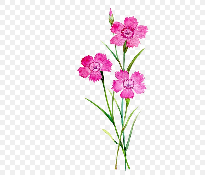 Carnation Flower Watercolor Painting Illustration, PNG, 464x700px, Carnation, Birth Flower, Botanical Illustration, Cut Flowers, Dahlia Download Free