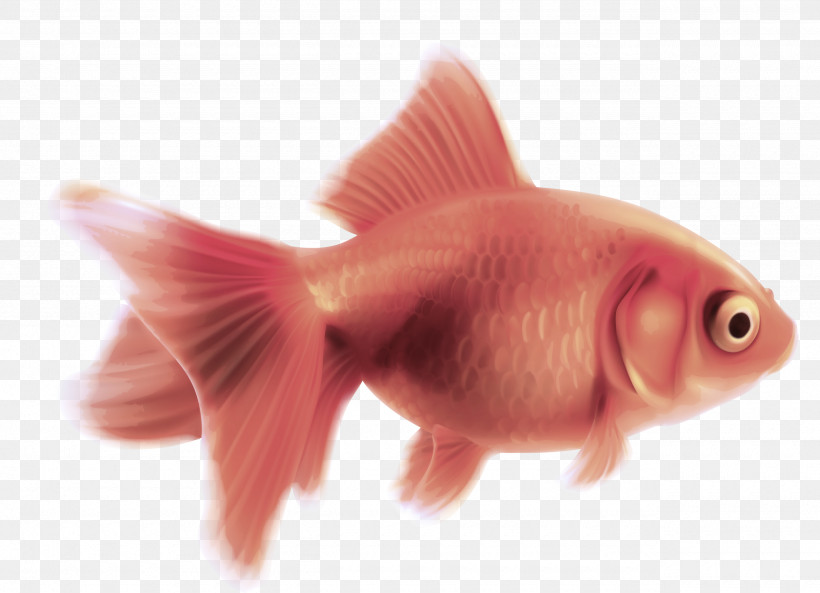 Fish Fish Goldfish Pink Fin, PNG, 2560x1852px, Fish, Feeder Fish, Fin, Goldfish, Mouth Download Free