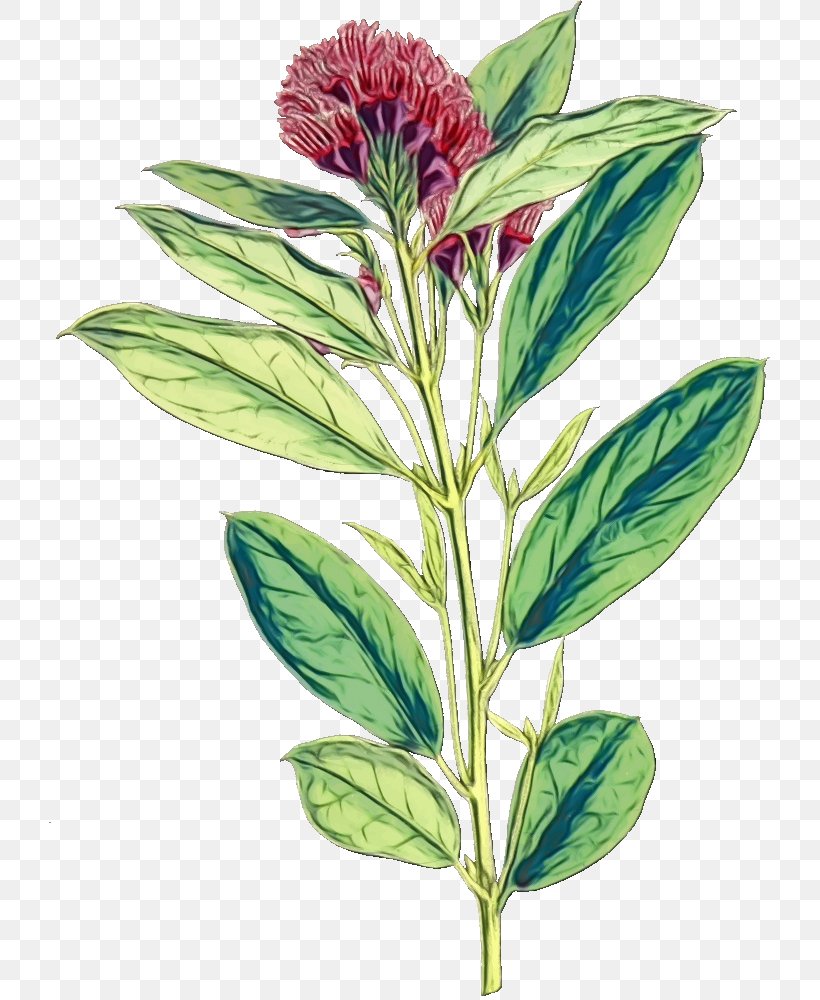 Flower Amaranth Plants Leaf Alamy, PNG, 721x1000px, Watercolor, Alamy, Amaranth, Flower, Gentiana Download Free