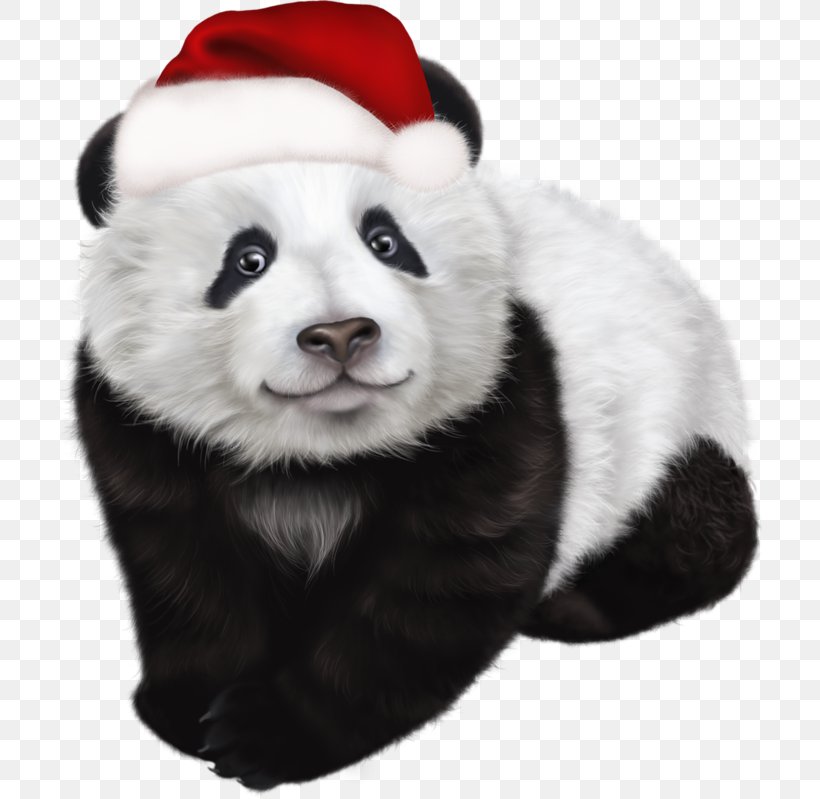 Giant Panda Red Panda Christmas Clip Art, PNG, 714x799px, Giant Panda, Advent, Ailuropoda, Bear, Carnivoran Download Free