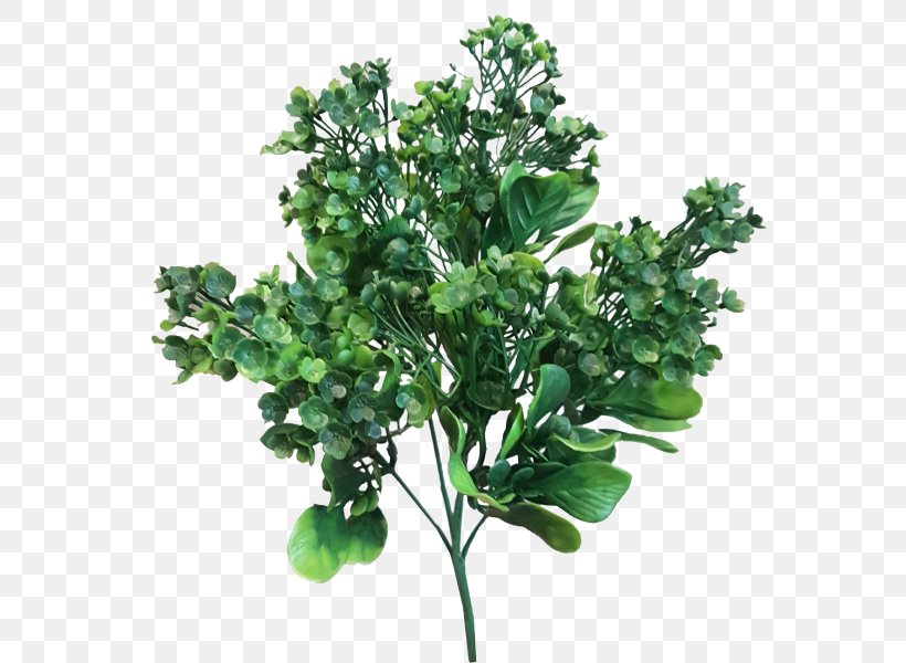 Leaf Branch Shrub Plant Stem Swiss Cheese Plant, PNG, 800x600px, Leaf, Boat Orchid, Branch, Flower Bouquet, Herb Download Free