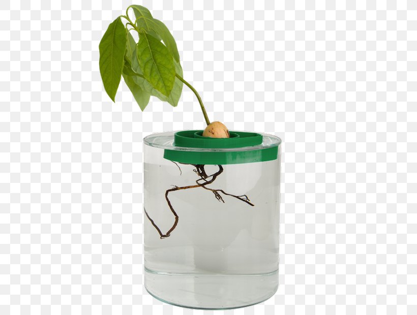 Avocado Guacamole Seed Flowerpot Plant, PNG, 620x620px, Avocado, Flowerpot, Fruit, Garden, Gardening Download Free