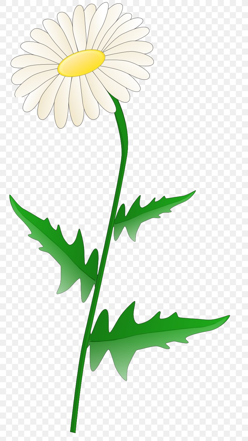 Clip Art, PNG, 800x1454px, Common Daisy, Artwork, Chamomile, Chrysanths, Cut Flowers Download Free