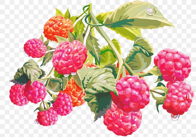 Raspberry Boysenberry Loganberry Tayberry, PNG, 1000x700px, Raspberry, Auglis, Berry, Blackberry, Boysenberry Download Free