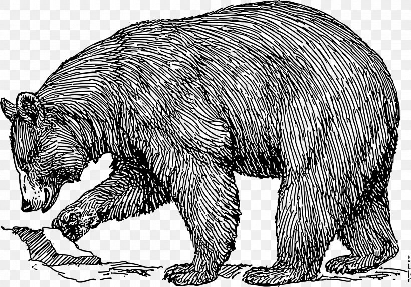 American Black Bear Brown Bear Polar Bear Clip Art, PNG, 2400x1678px, American Black Bear, Bear, Black And White, Brown Bear, Carnivoran Download Free
