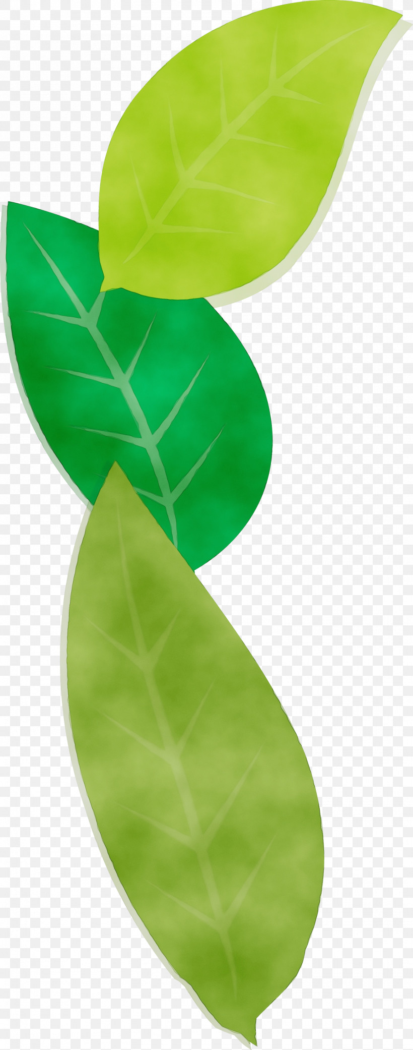 Banana Leaf, PNG, 1551x3939px, Watercolor, Banana, Banana Leaf, Green, Paint Download Free