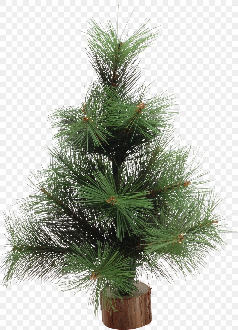 Christmas Tree New Year Tree Spruce Pine Christmas Ornament, PNG, 2368x3273px, Christmas Tree, Branch, Christmas, Christmas Decoration, Christmas Ornament Download Free