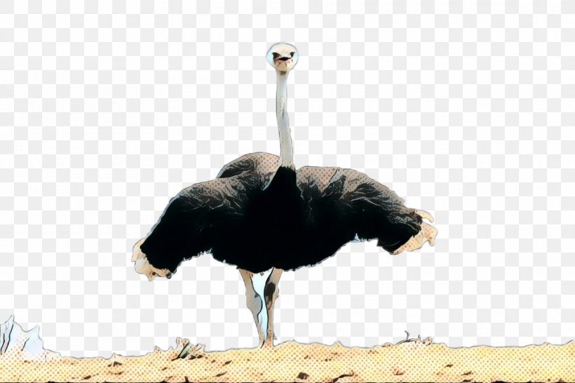 Common Ostrich Fauna Beak, PNG, 960x640px, Common Ostrich, Beak, Bird, Fauna, Feather Download Free