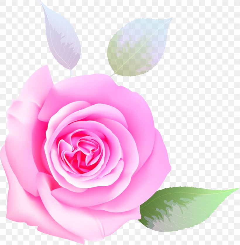 Garden Roses Beach Rose Flower Cabbage Rose, PNG, 3871x3945px, Garden Roses, Beach Rose, Cabbage Rose, Close Up, Cut Flowers Download Free