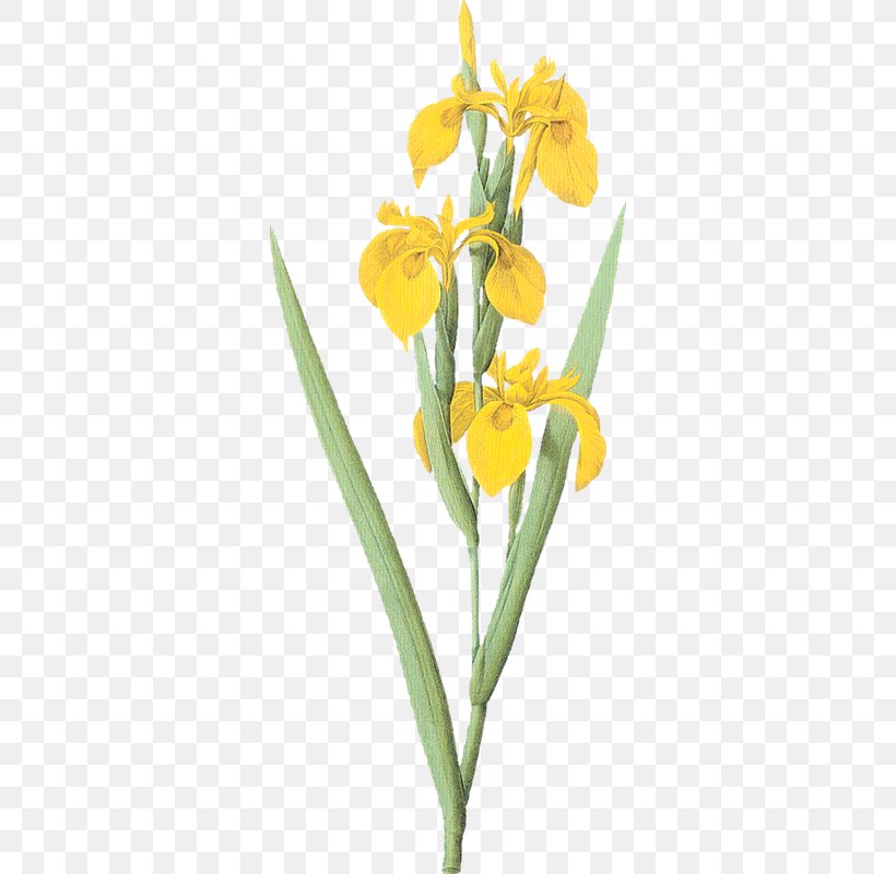Iris Variegata Iris Pseudacorus Flower Clip Art, PNG, 326x800px, Iris Variegata, Cut Flowers, Flower, Flowering Plant, Image File Formats Download Free