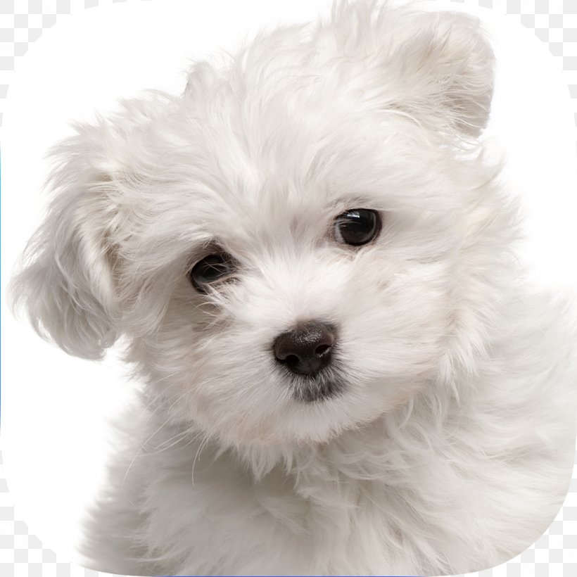 Maltese Dog Yorkshire Terrier Puppy Pet Sitting Labrador Retriever, PNG, 1024x1024px, Maltese Dog, Bichon, Bichon Frise, Black And White, Bolognese Download Free