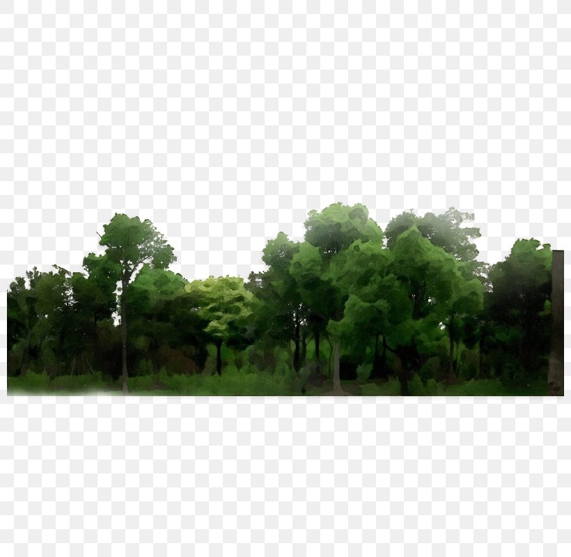 Nature Green Vegetation Tree Natural Environment, PNG, 800x800px, Watercolor, Grass, Green, Land Lot, Natural Environment Download Free