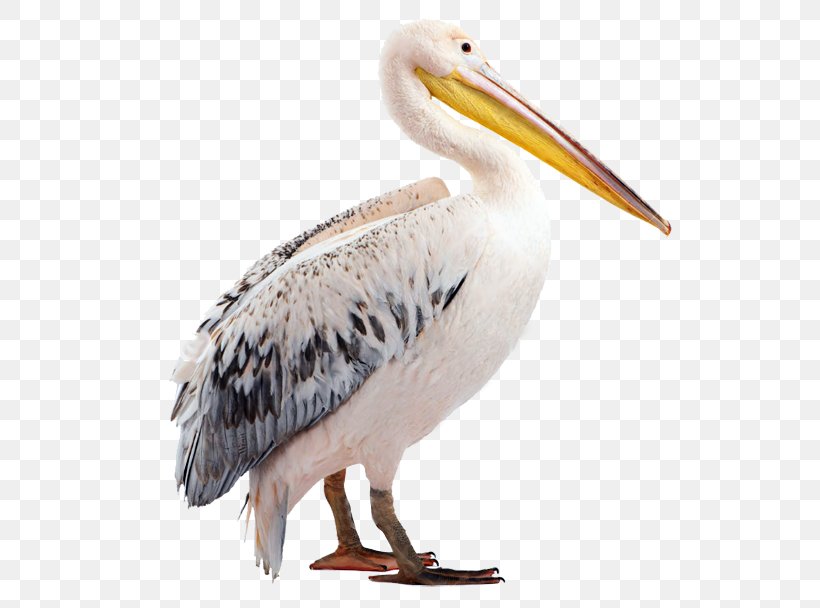 Pelican Beak Fauna Wildlife, PNG, 777x608px, Pelican, Beak, Bird, Fauna, Organism Download Free