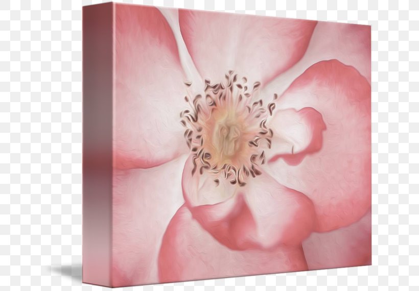 Pink M RTV Pink Petal, PNG, 650x570px, Pink M, Flower, Flowering Plant, Peach, Petal Download Free