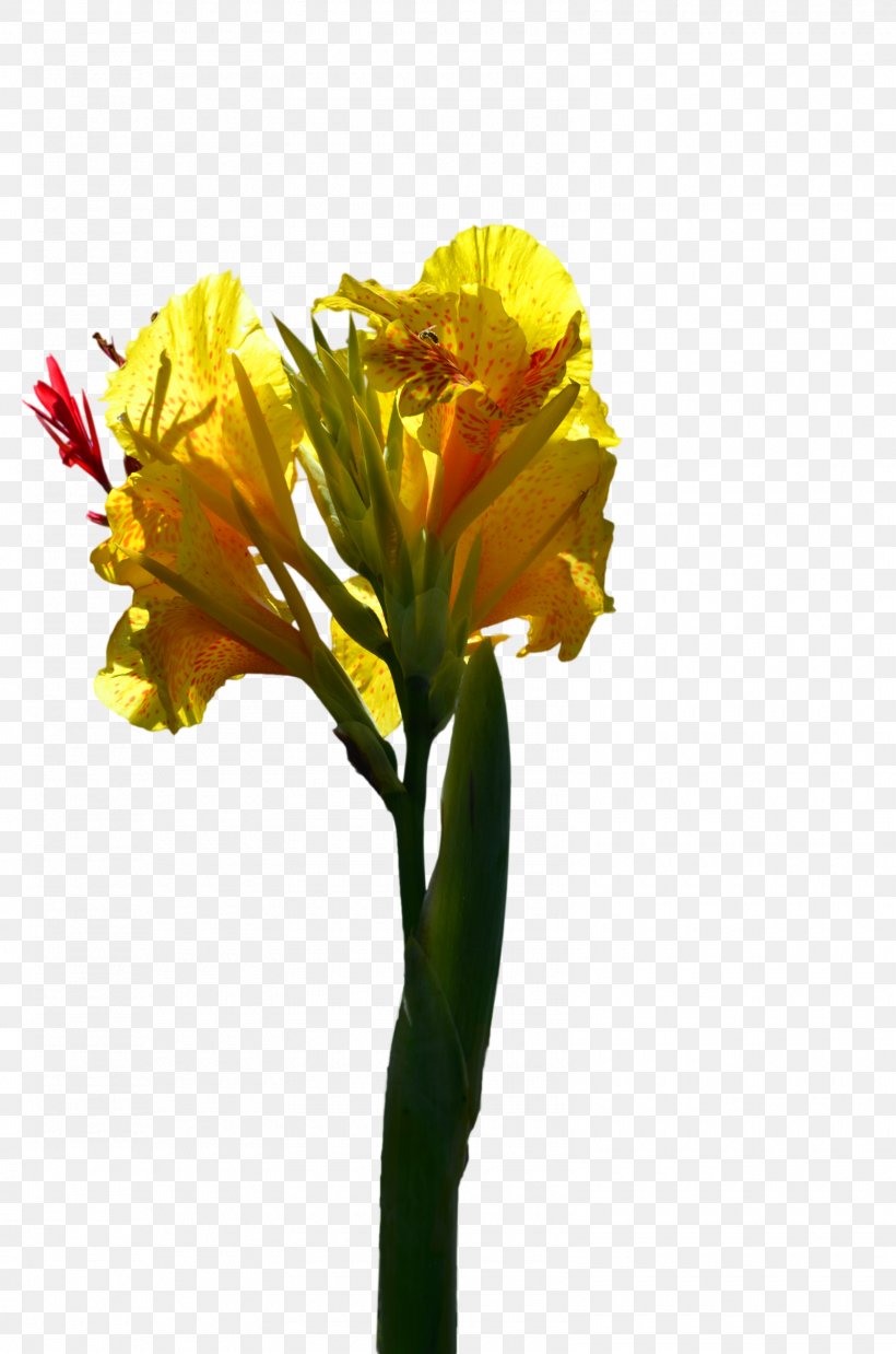 Flower Stock Photography Yellow Line Art, PNG, 1600x2416px, Flower, Alstroemeriaceae, Canna Family, Canna Lily, Color Download Free