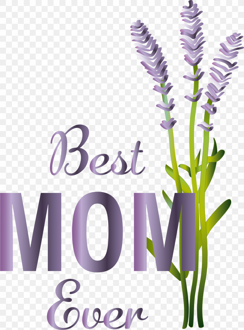 Lavender, PNG, 1835x2481px, Cartoon, Animation, Aromatherapy, English Lavender, Essential Oil Download Free