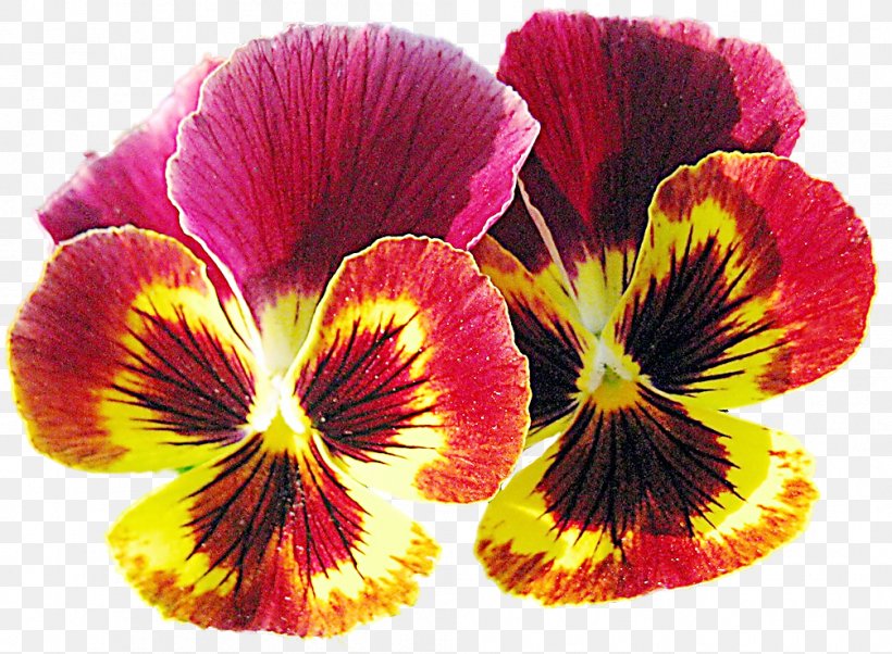 Pansy Violet Annual Plant Flower Petal, PNG, 1005x739px, Pansy, Annual Plant, Flower, Flower Bouquet, Flowering Plant Download Free