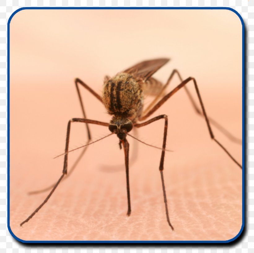 Yellow Fever Mosquito Mosquito Control Zika Virus Mosquito-borne Disease Pest Control, PNG, 1122x1116px, Yellow Fever Mosquito, Aedes, Arthropod, Chikungunya Virus Infection, Culex Download Free