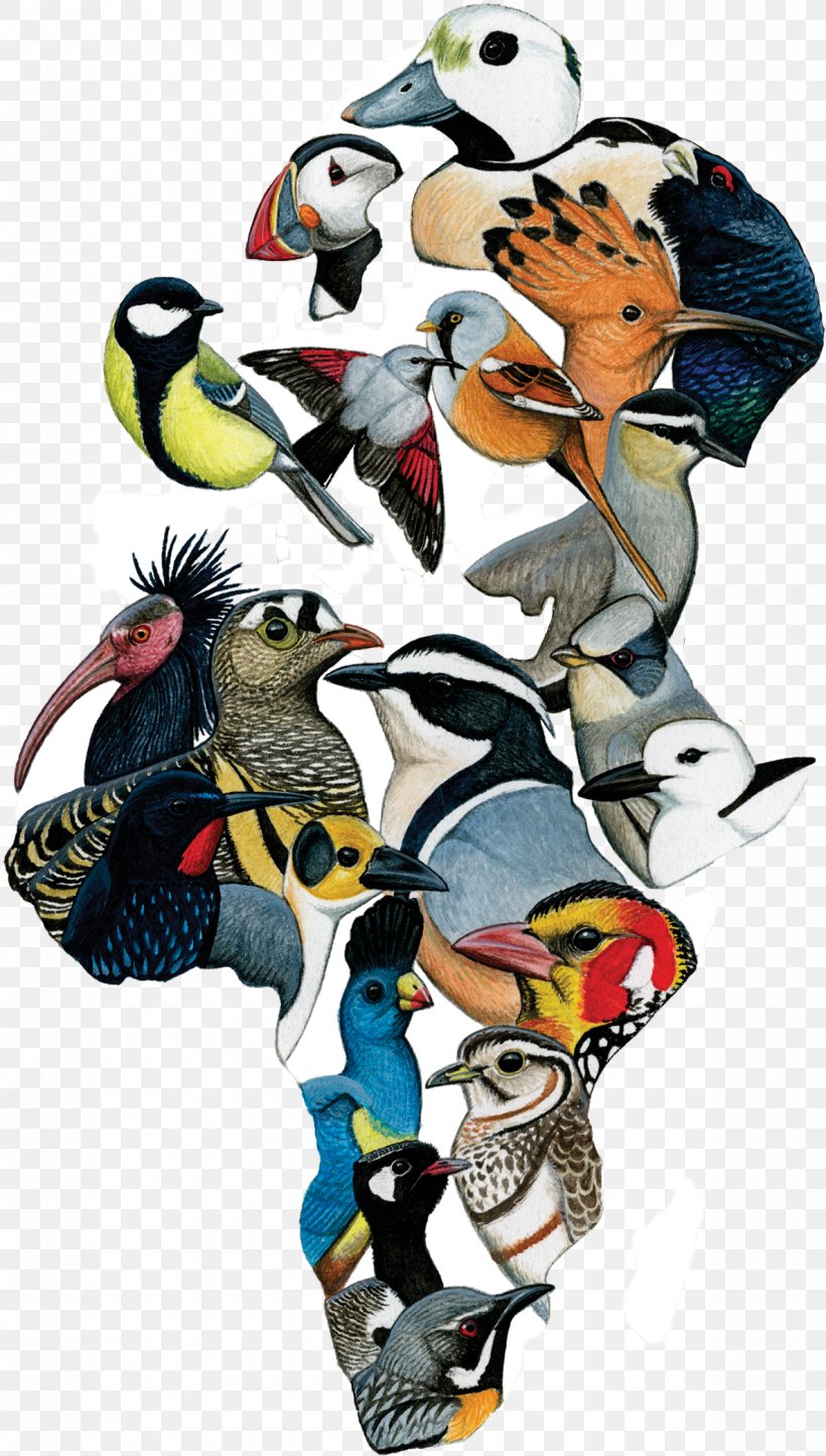 Bird Cartoon, PNG, 1187x2092px, Ebird, American Birding Association, Animal Figure, Bird, Birdlife International Download Free