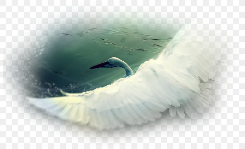 Cygnini Bird Feather Beak Close-up, PNG, 800x500px, Cygnini, Beak, Bird, Closeup, Ducks Geese And Swans Download Free