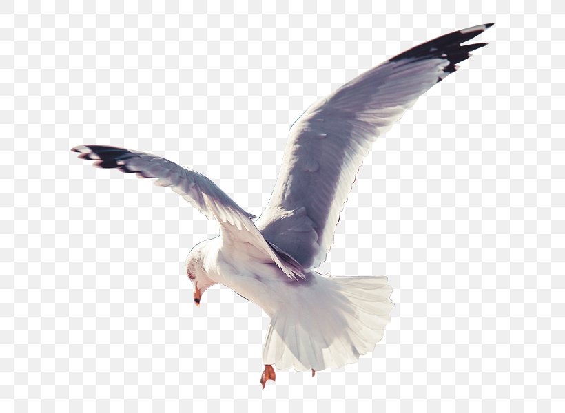 European Herring Gull Bird Domestic Pigeon, PNG, 650x600px, European Herring Gull, Animal, Beak, Bird, Charadriiformes Download Free