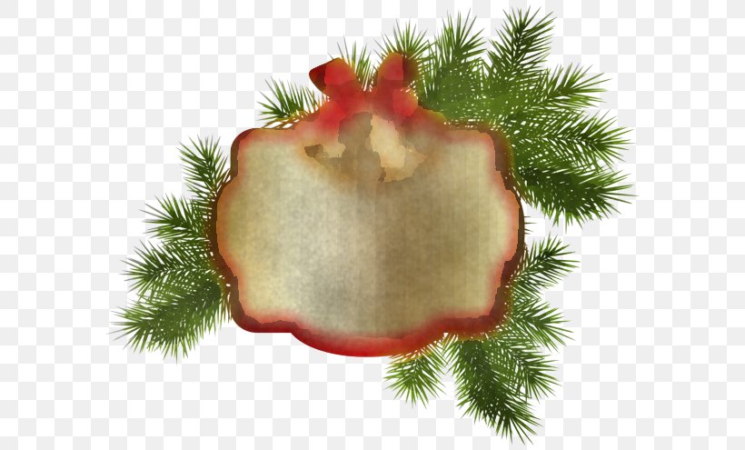 Fir Plant Pine Family, PNG, 600x495px, Fir, Pine Family, Plant Download Free