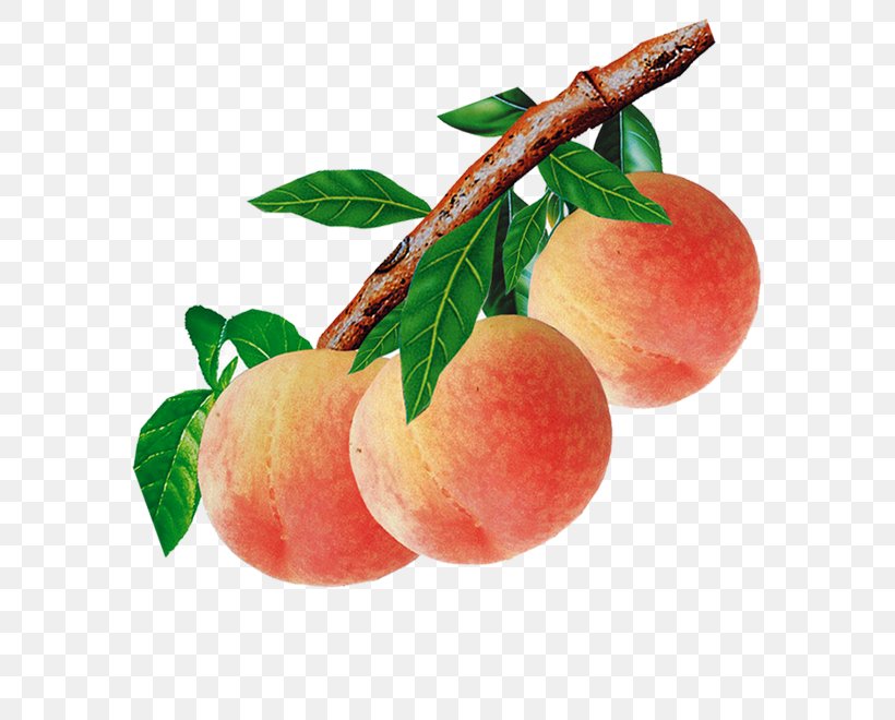Peach Food Auglis, PNG, 630x660px, Peach, Apple, Apricot, Auglis, Blossom Download Free