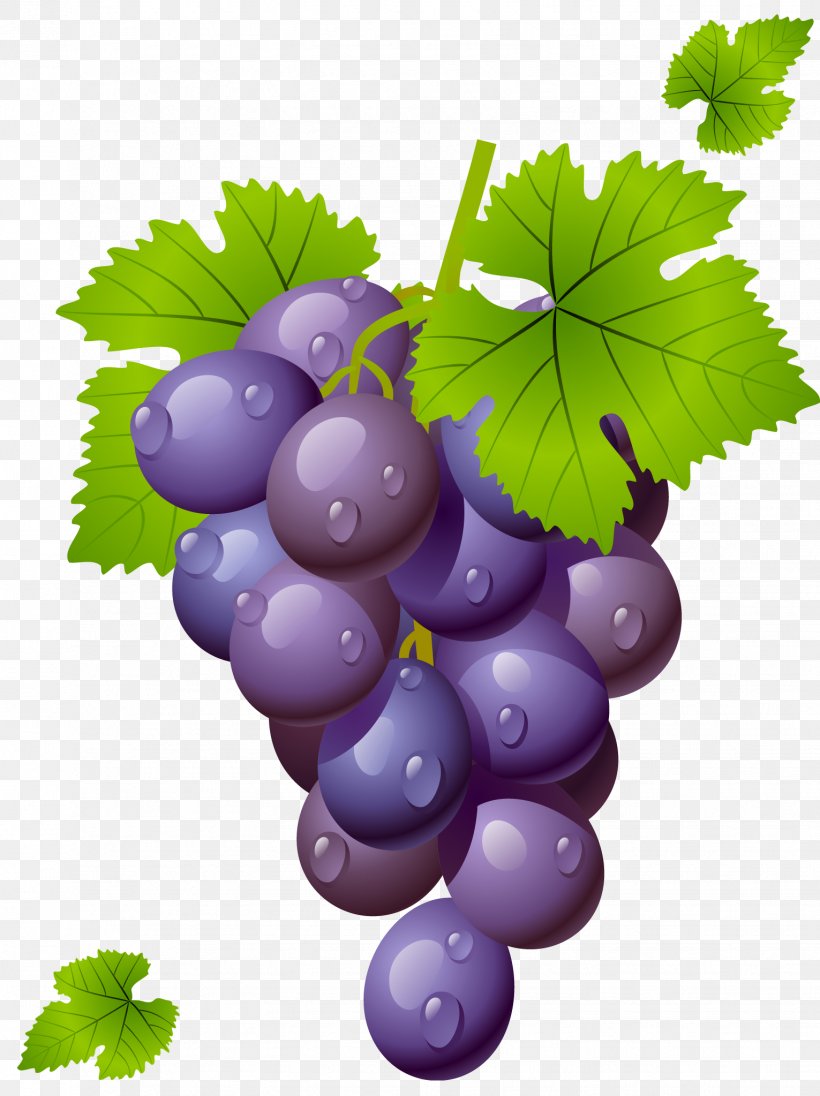 Wine Common Grape Vine Grape Leaves Clip Art, PNG, 1531x2047px, Common Grape Vine, Classic Clip Art, Flowering Plant, Food, Fruit Download Free
