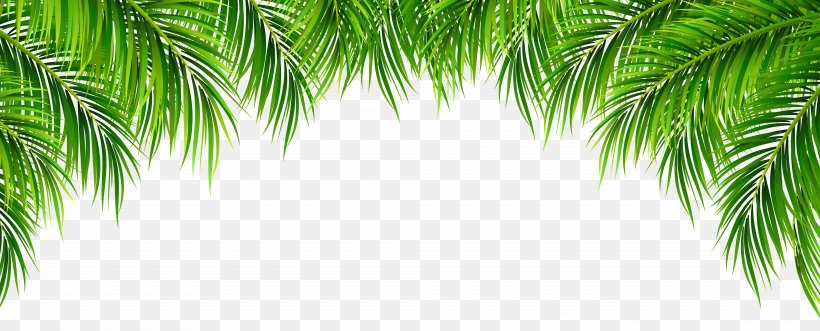 Arecaceae Leaf Clip Art, PNG, 8000x3238px, Arecaceae, Arecales, Branch, Grass, Green Download Free