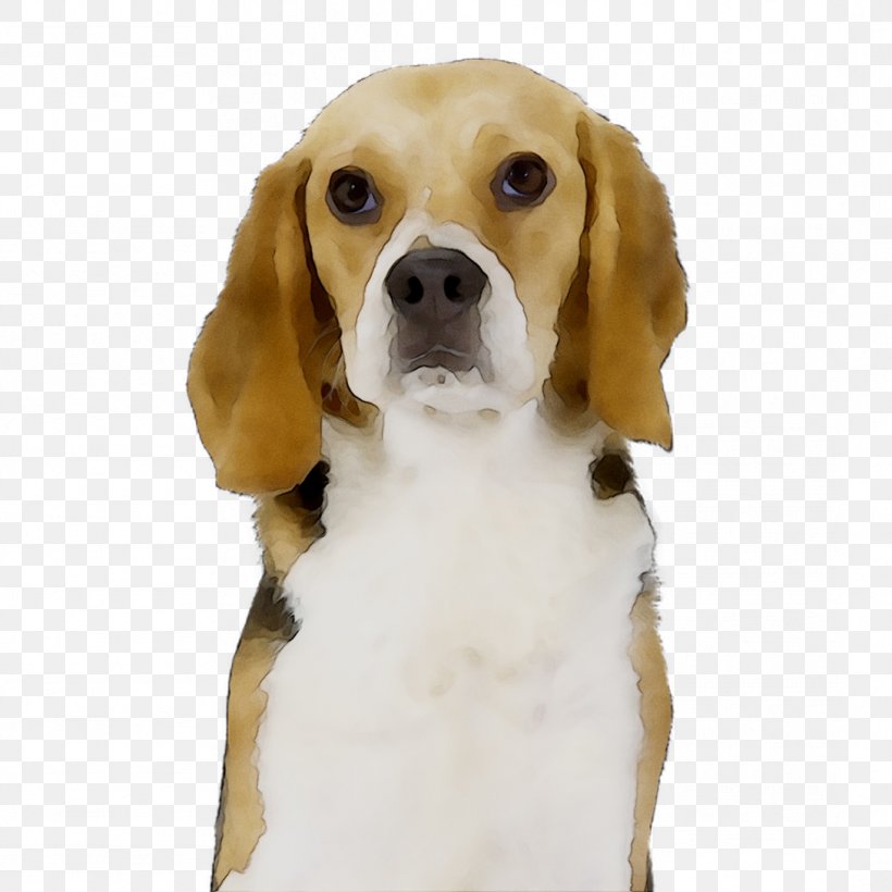 Beagle-Harrier Beagle-Harrier English Foxhound Finnish Hound, PNG, 1089x1089px, Beagle, American Foxhound, Beagleharrier, Beaglier, Canidae Download Free