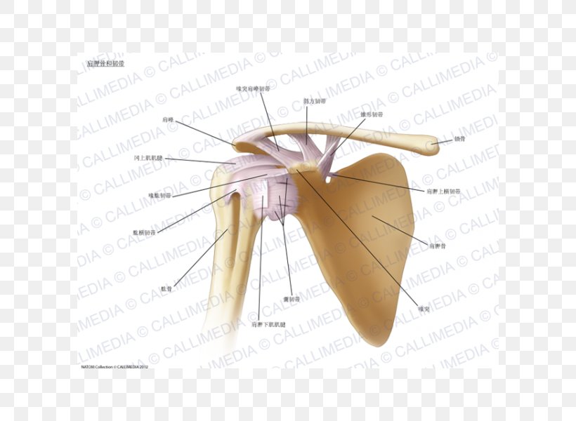 Ligament Shoulder Joint Anatomy Bone, PNG, 600x600px, Watercolor, Cartoon, Flower, Frame, Heart Download Free