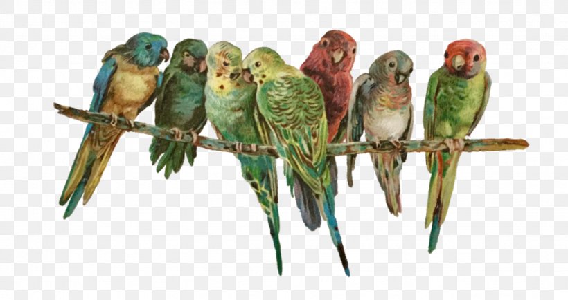 Parakeet Christmas Day Image Macaw, PNG, 1024x543px, Parakeet, Beak, Bird, Christmas Day, Common Pet Parakeet Download Free