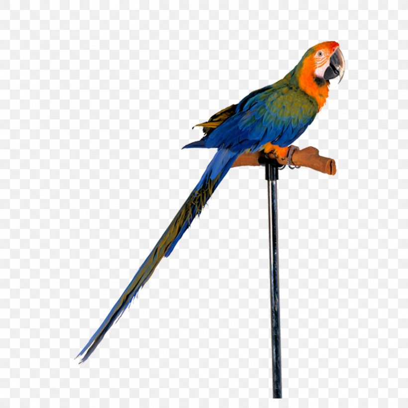 Amazon Parrot Bird Cockatiel Toy, PNG, 1417x1417px, Parrot, Amazon Parrot, Beak, Bird, Bird Supply Download Free