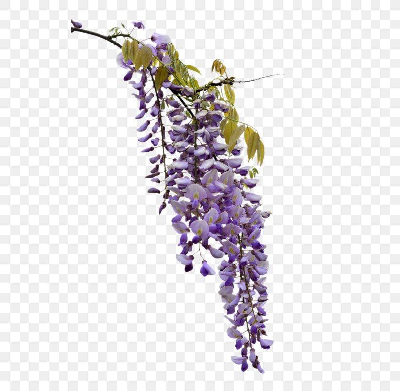 Japanese Wisteria Vine Clip Art Image, PNG, 530x800px, Japanese Wisteria, Branch, Flower, Flowering Plant, Information Download Free