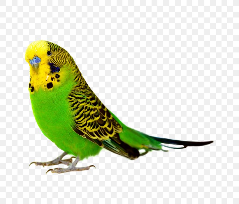 Birdcage Budgerigar Cockatiel Parakeet, PNG, 700x700px, Bird, Aviary, Beak, Bird Feeder, Birdcage Download Free