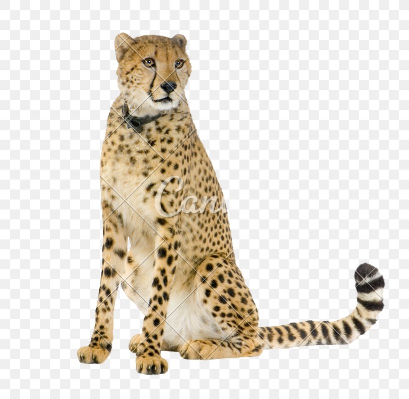 Cheetah Leopard Stock Photography Wildlife, PNG, 800x800px, Cheetah, Animal, Animal Figure, Art, Big Cats Download Free