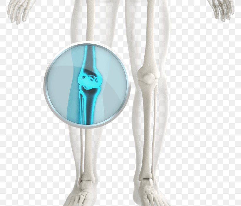 Shoulder Knee, PNG, 800x702px, Shoulder, Human Leg, Joint, Knee, Neck Download Free