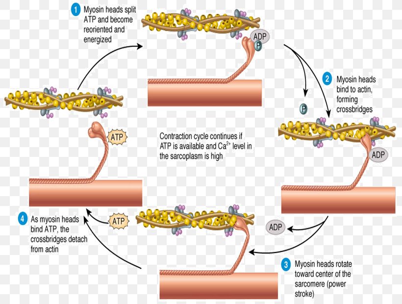 Skeletal Muscle Muscle Contraction Sliding Filament Theory Sarcomere, PNG, 817x620px, Skeletal Muscle, Actin, Action Potential, Animal Locomotion, Area Download Free